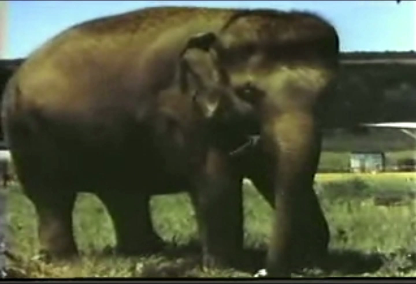 Foto de Elefante “Detefon”