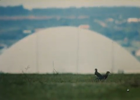 Cena do documentário A paisagem natural